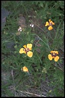 Blumen am Berg