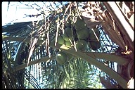 Kokospalme
