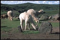 Alpacas bei Sillustani
