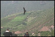 Condor im Colca Canyon